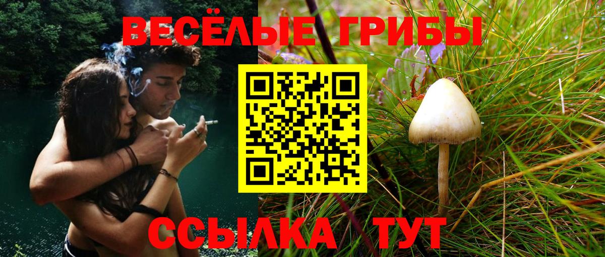 Псилоцибиновые грибы Psilocybe  Вход с VPN  Отрадный 